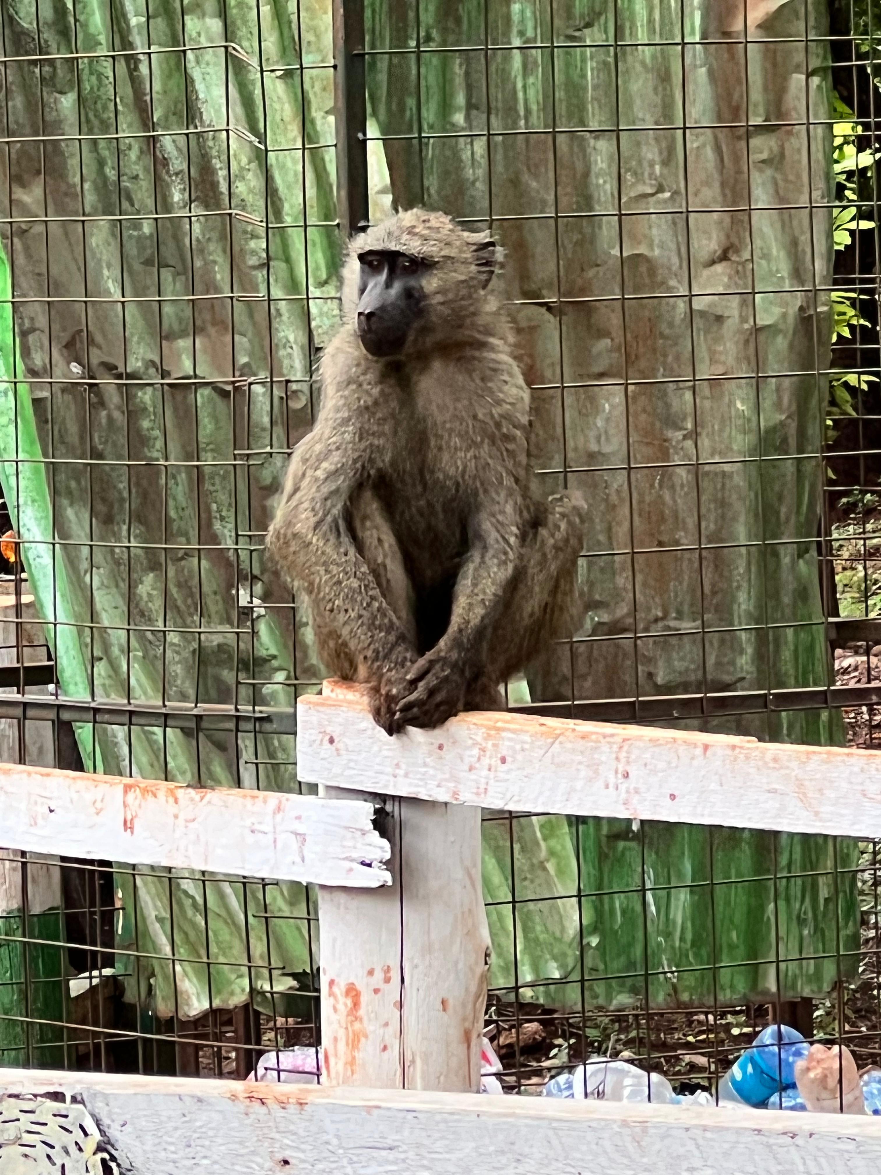 Animal Welfare and safety